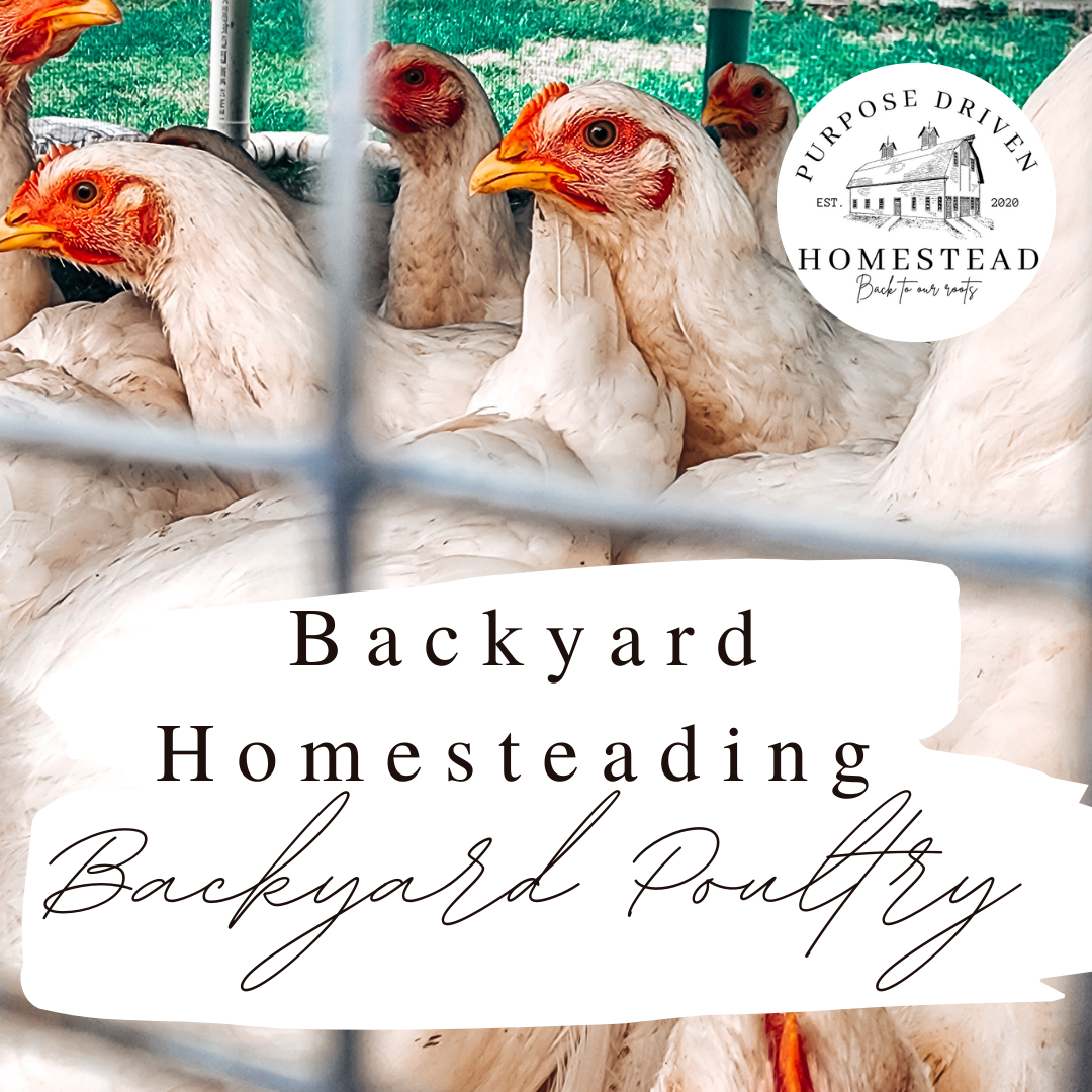 Backyard Poultry Tractor Plans / Chicken Tractor Plans / Backyard Chickens / Meat Chicken Tractor